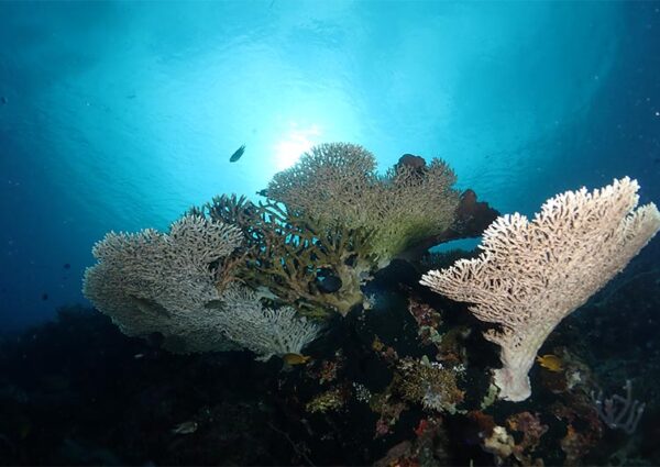 Try Scuba (4) Try Scuba (4)