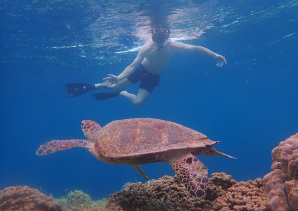 snorkeling (5) snorkeling (5)